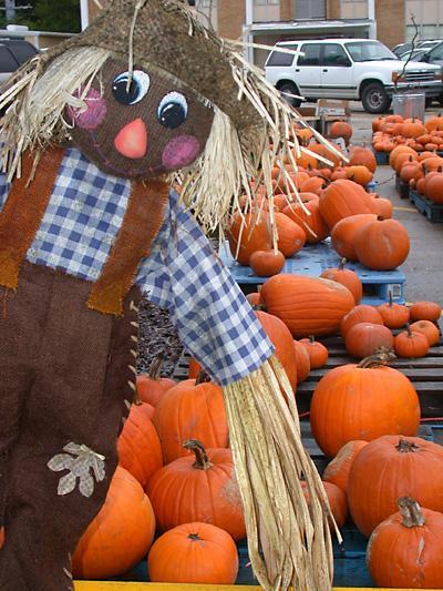 A plethora of pumpkins