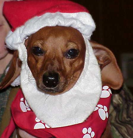 Santa Paws celebrates 'man's best friend'