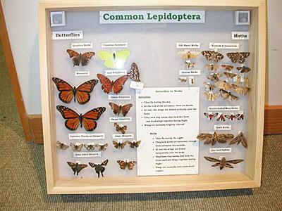 Class gathers, categorizes swamp insects