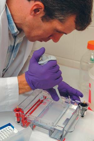 Andrew Mackay, entomology doctoral candidate, tests DNA samples from locally collected mosquitoes Tuesday afternoon in the Life Sciences Building. Mackay is researching West Nile and its hosts.