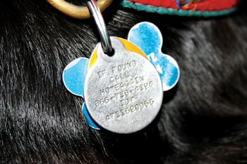 An ID tag with a number corresponding to an implanted microchip hangs from a Labrador Retriever.