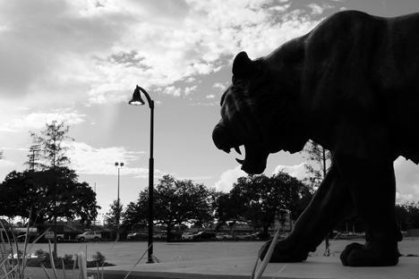 The newly erected bronze cast sculpture "On the Prowl" by Patrick Miller, LSU master of fine arts, looks over the new parking lot west of Death Valley Stadium. Photo by