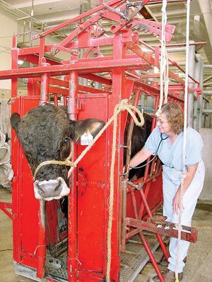 Marjorie Gill, a large animal veterinarian, examines Einstein the bull. There is a nationwide shortage of large animal veterinarians.