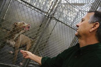 Hilton Cole, director of the East Baton Rouge Parish Animal Control Center, reaches out toward a female pit bull in her pen Thursday morning. The pit bull has a noticeable mark on her nose from fighting.