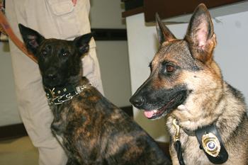 Officer Mary (left), a Dutch Shepherd, and Officer Sendy, a German Shepherd, stand at attention in the LSU Public Safety Building on Monday afternoon. The two dogs comprise the LSU Police Departments bomb dog squad.