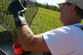 Vernon Pfister, research associate at the Aquaculture Research Station, empties a crawfish trap onto the sacking table Thursday morning. Crawfish live in the rice fields at the center. Pfister said he and other research associates try to help farmers with their research.