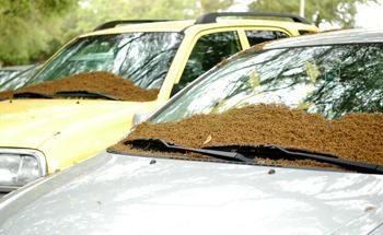 Pollen from oak trees falls Tuesday onto the windshields of parked cars on campus.