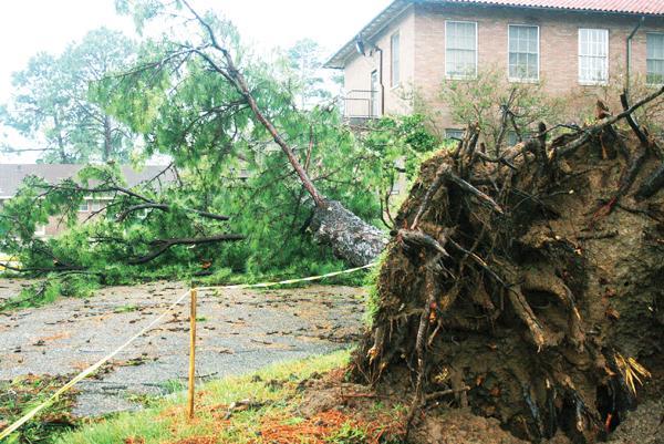 One of the many trees that were uprooted during Gustav.