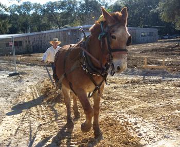 Melvin Wheat and his horse Fred break ground at the Rural Life Museum&#8217;s new visitors center. Construction will update the center in order to preserve the past.