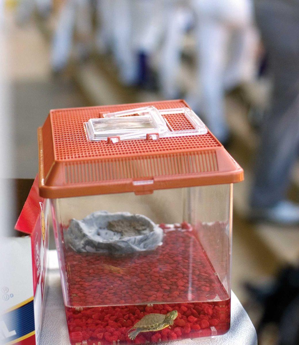 The LSU baseball team keeps Thomas, its pet turtle, in the training room for good luck