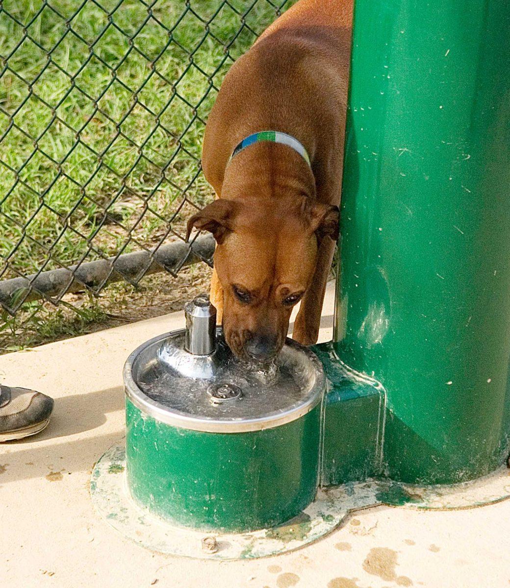 A dog drinks from a fountain in the dog park.