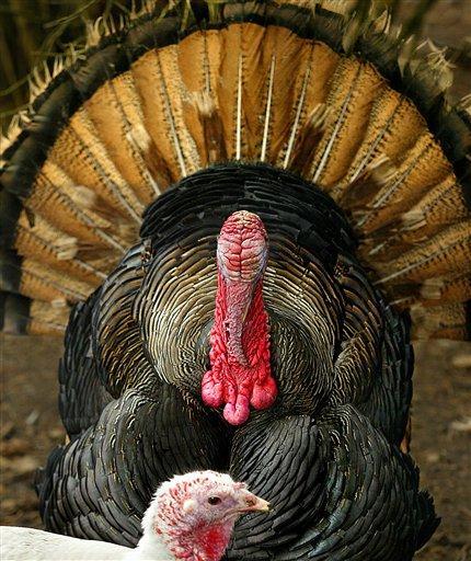 A Red Pheonix Turkey puts on a display for a hen at Heirloom Heritage Farms in Spanaway, Wash., on Monday, Nov. 23, 2009.&#160;