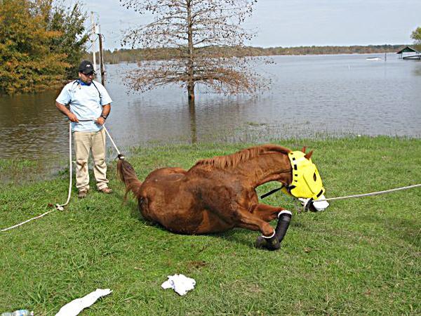 &#8220;Doc,&#8221; the geriatric horse, awakens from his anesthesia after being rescued and revived by the Louisiana State Animal Response Team on Nov. 9.