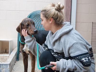 Kaitlin Saragusa, mass communication freshman, volunteers Wednesday with Karma, a rescued dog at the East Baton Rouge Animal Control and Rescue Center. Mixed breeds such as Karma are common at the shelter, as are larger dogs like Labrador retrievers.