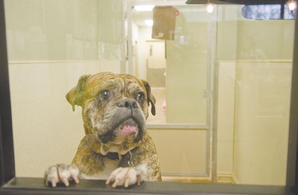 A dog at Petz Plaza hotel on Perkins Road jumps up to see its visitors Friday. The growing hotel has 16,000 clients.