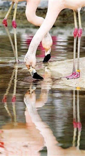 A pair of flamingos get drinks of water from a small pond in their exhibit Thursday, Feb. 25, 2010, at Lee Richardson Zoo in Garden City, Kan.