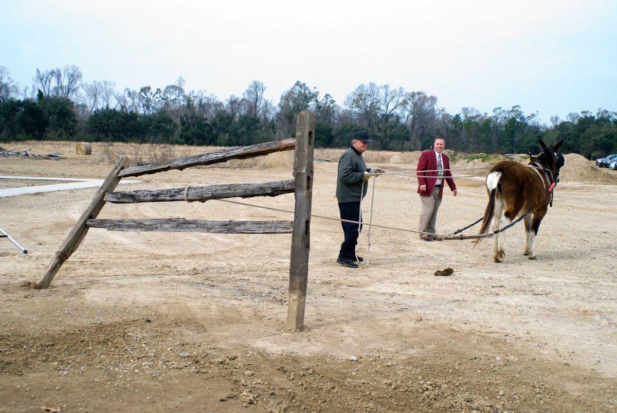 A mule pulls down a fence Jan. 15 to inaugurate the opening of the Rural Life Museum&#8217;s visitor center.