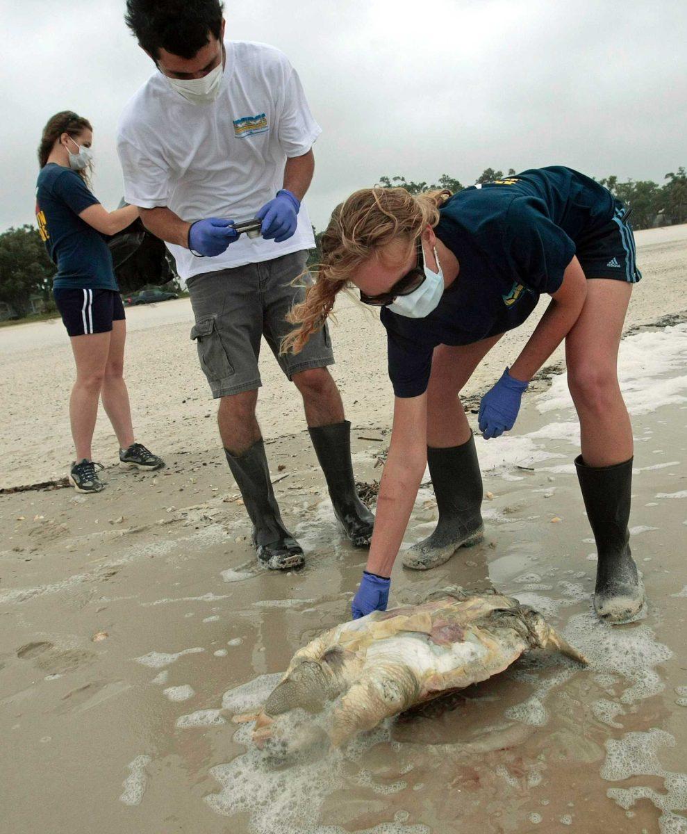 Institute of Marine Mammal Sciences researcher Justin Main collects a dead sea turtle on the beach in Pass Christian, Miss., on Sunday.