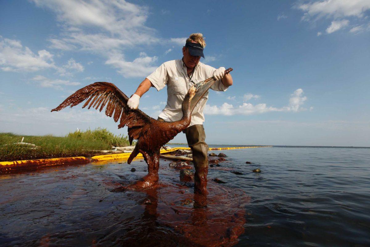 Plaquemines Parish coastal zone director P.J. Hahn lifts an oil-covered pelican that was stuck in oil Saturday at Queen Bess Island in Barataria Bay, just off the Gulf of Mexico in Plaquemines Parish.