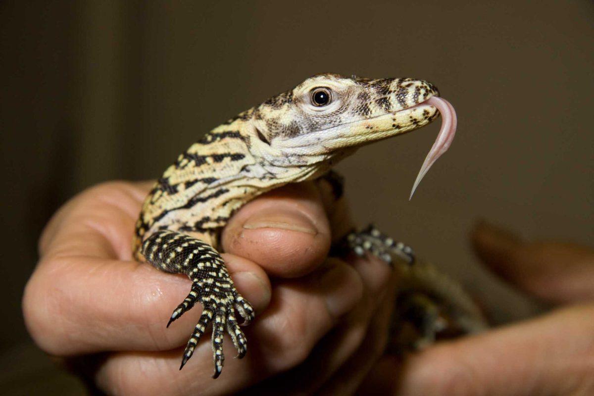 This photo release by the Denver Zoo on Oct. 14, 2010, shows a Komodo dragon being held by a zoo keeper.