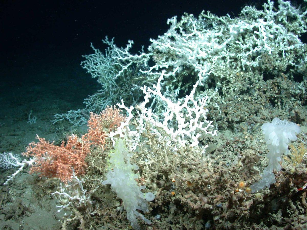 This Sept. 2010 photo provided by Discovre Team 2010 shows deep sea corals on the bottom of the northern Gulf of Mexico, not far from where BP's underwater oil well blew out on April 20. Scientists are studying whether the crude damaged the corals or will lead to long-term impacts.