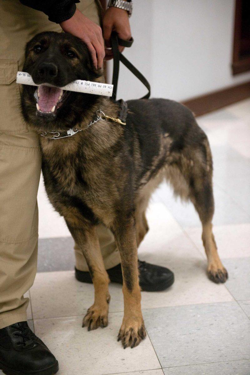 LSU Police Department Officer Christopher Masters handles Meggie, the officers&#8217; first narcotics detection dog, Thursday. Meggie is from Holland and will work on a rotating schedule determined by &#8220;criminal elements and crime trends.&#8221;