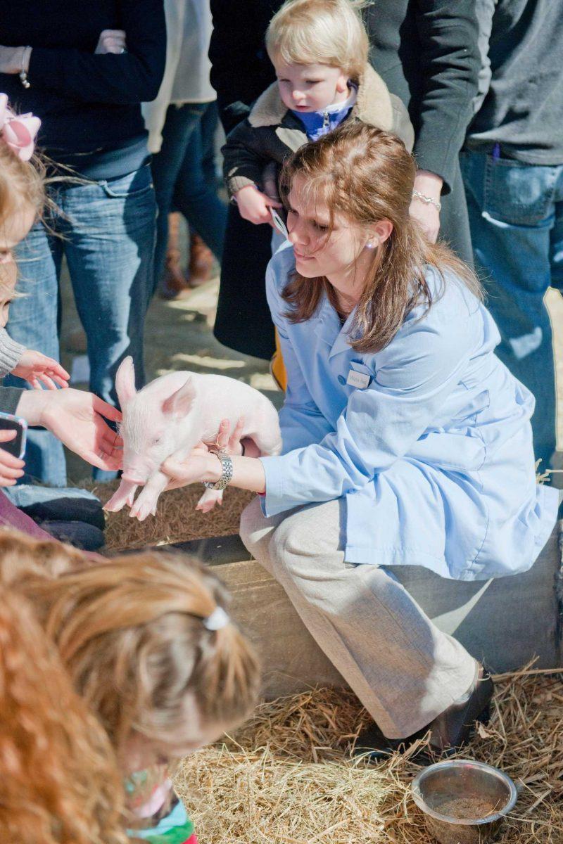 Melanie Reed, veterinary medicine sophomore, holds a pig for visitors to pet Saturday afternoon at the LSU Vet School&#8217;s open house petting zoo.