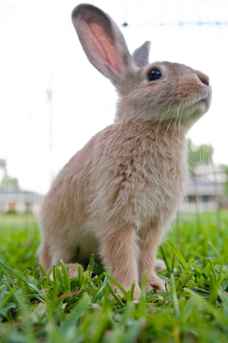 Tinkerbell enjoys the grass Thursday at Magic Happens Rabbit Rescue