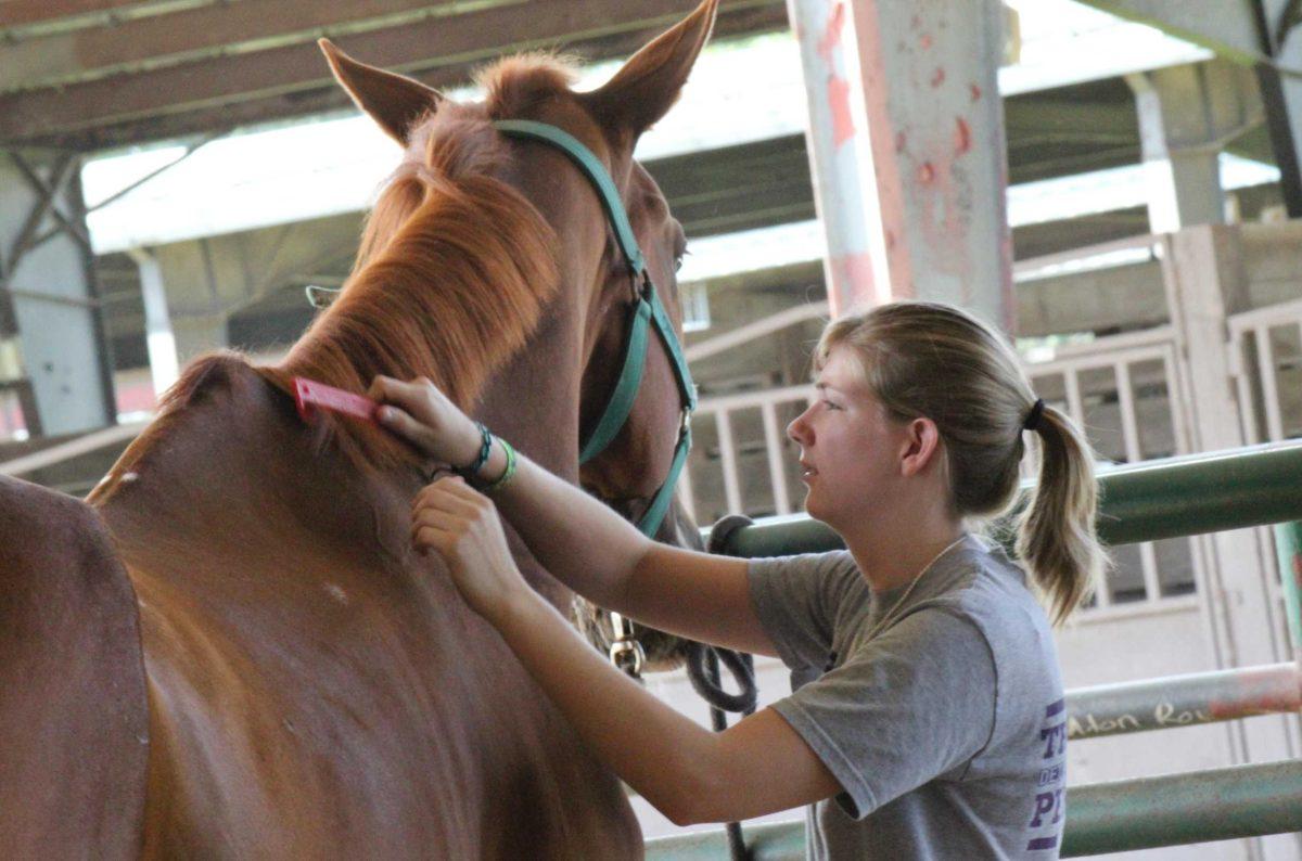 An LSU student learns proper horsemanship, or how to handle a horse, as part of the School of Animal Sciences&#8217; new equestrian course.