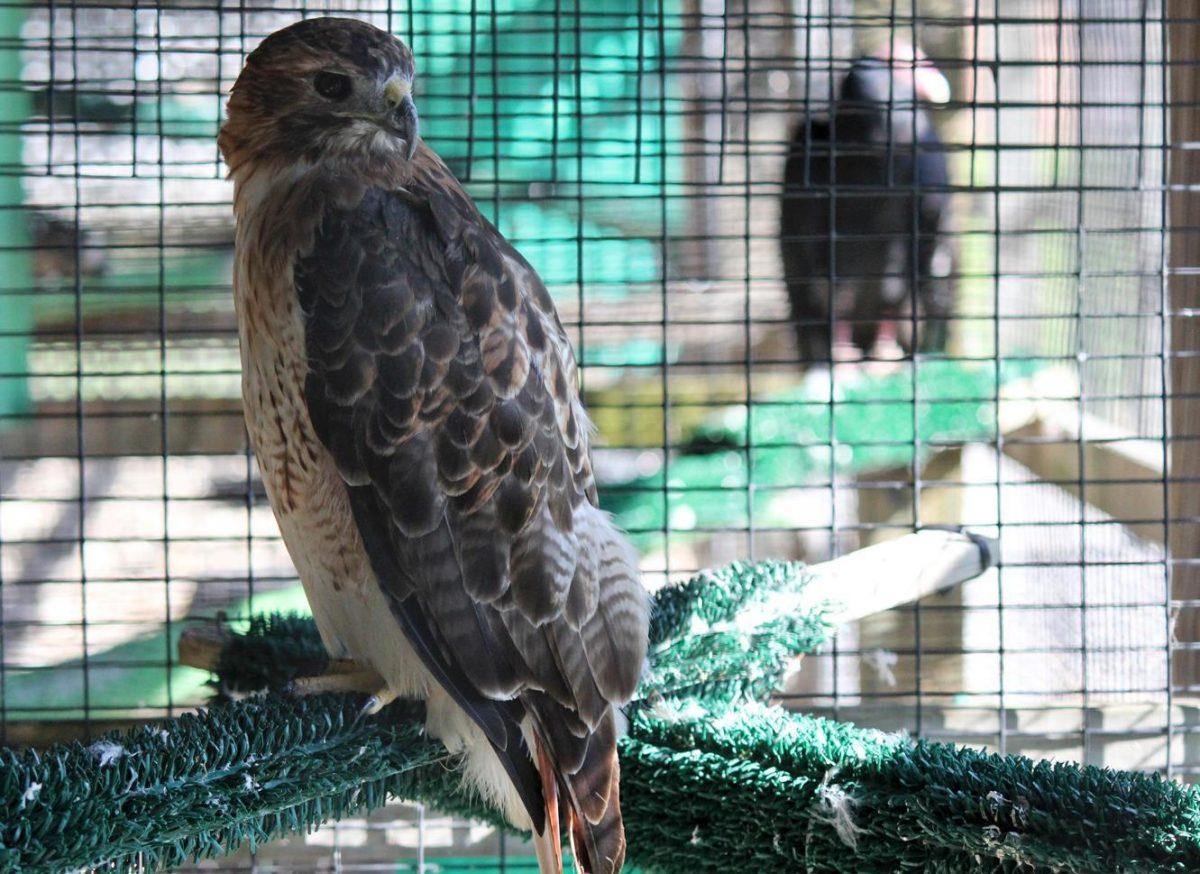 Morgan, a 30-year-old red-tailed hawk who is missing a wing, has been cared for at the Wildlife Hospital since 1985.