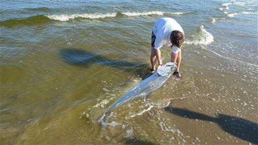 Red Tide Ranger Dr. Richard Kline, with the University of Texas at Brownsville Department of Biology, examines a 6-foot tarpon that washed ashore during a red tide bloom on South Padre Island, Texas. Historic drought conditions are fueling the largest algae bloom in more than a decade along the Texas Gulf Coast, killing fish, sparking warnings about beach conditions and making throats scratchy, researchers said Monday. Officials were not sure if red tide caused the death.