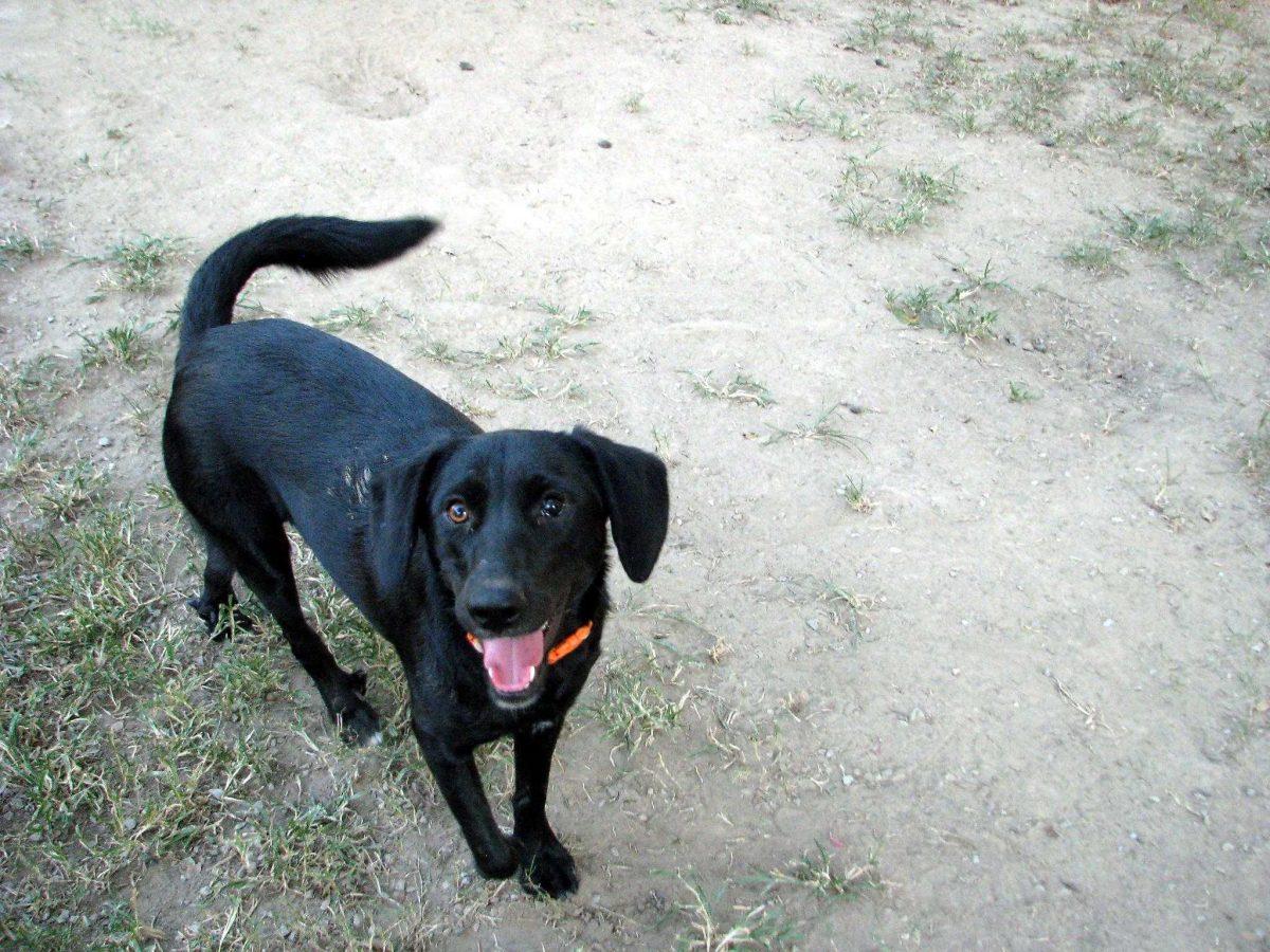 Lexie, a 2-year-old black labrador retriever suffering from cataracts, will have her eye surgery performed by veterinarians at the LSU School of Veterinary Medicine. The Londoner Pub &amp; Grill is donating 10 percent of their profits from 6 to 10 p.m. tonight to the Capital Area Animal Welfare Society to help finance the surgery.