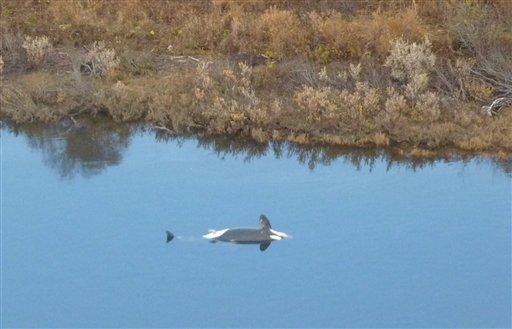 A photo provided by the U.S. Fish and Wildlife Service shows the remains of a killer whale in the Nushagak river near Portage Creek, Alaska Saturday Oct. 8, 2011. Federal biologists have confirmed that two of the three killer whales that swam far up the river in southwestern Alaska have died.