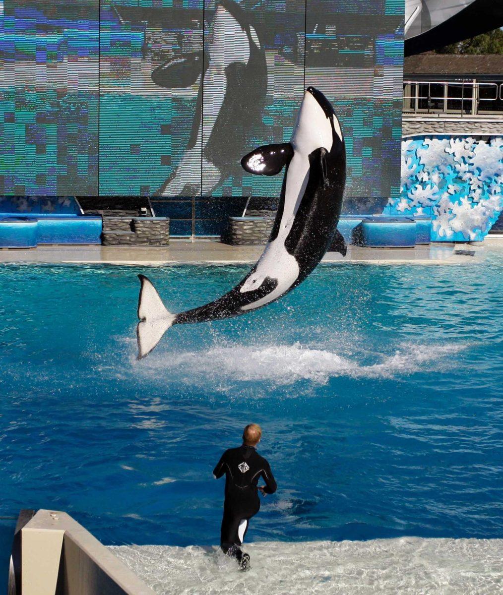 Killer whale Kasatka leaps out of the water Nov. 30, 2006, while an unidentified trainer gives signals during SeaWorld&#8217;s Shamu show in San Diego.