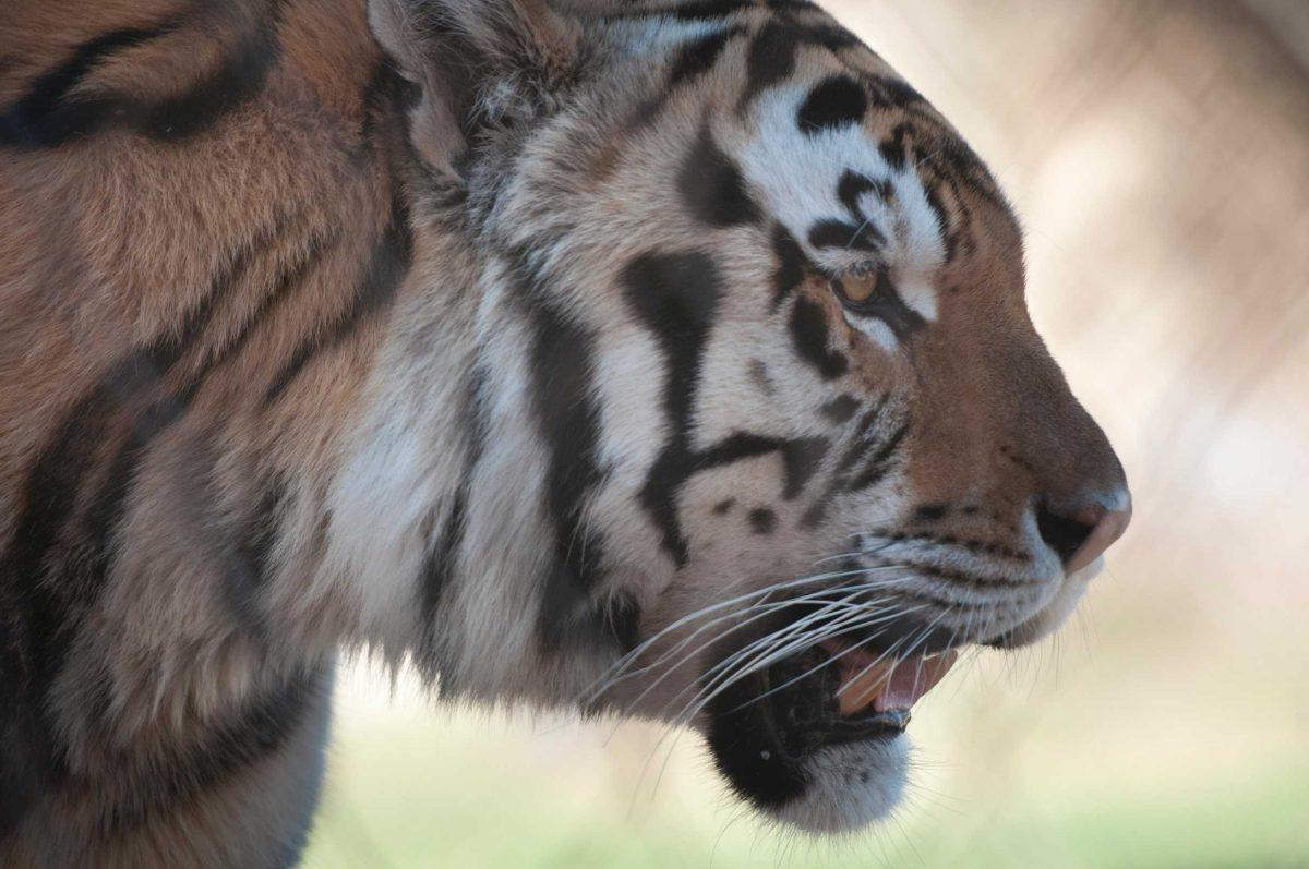 Mike the Tiger prowls around his habitat Tuesday afternoon. Conservationists predict tigers may become extinct within the next 20 years.