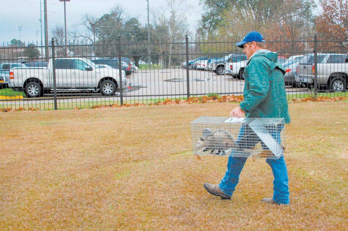 Jeremy Bernard transports a trapped opossum Feb. 1 away from an area near the East Campus Apartments.