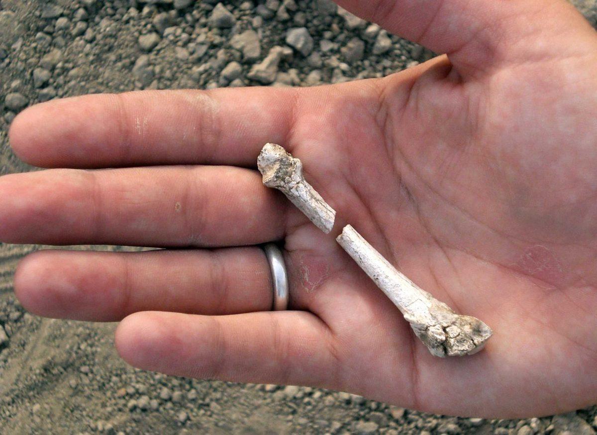 Researchers have discovered a piece of ancient bone that proves other pre-human life existed around the time of the famed skeleton Lucy