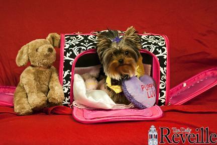 A teacup yorkie is spoiled with toys and luxurious pet housing. Spending on pets reached an all-time high in 2011, a trend pet store owners have observed.