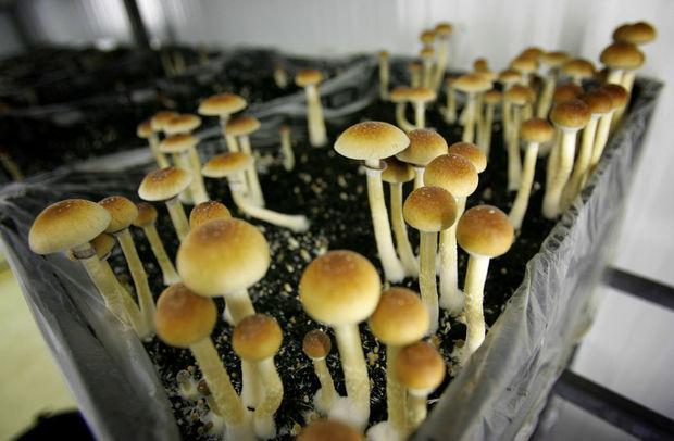 Hallucinogenic mushrooms containing psilocybin have been shown to aid the terminally ill and sufferers of post-traumatic stress disorder.