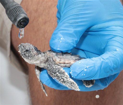 A loggerhead turtle hatchling is rinsed off before being released in the Gulf of Mexico on Friday by a member of the Institute for Marine Mammal Studies.