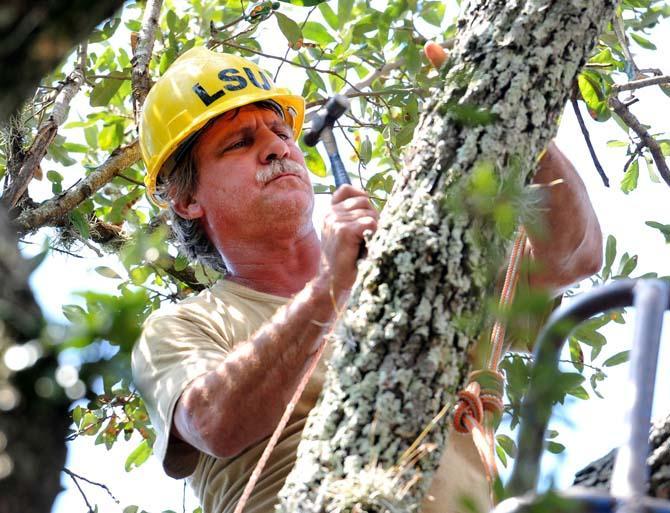 University arborist Blane Tullier installs copper wire in live oak trees in the Quad Wednesday, Sept. 26, 2012.
 