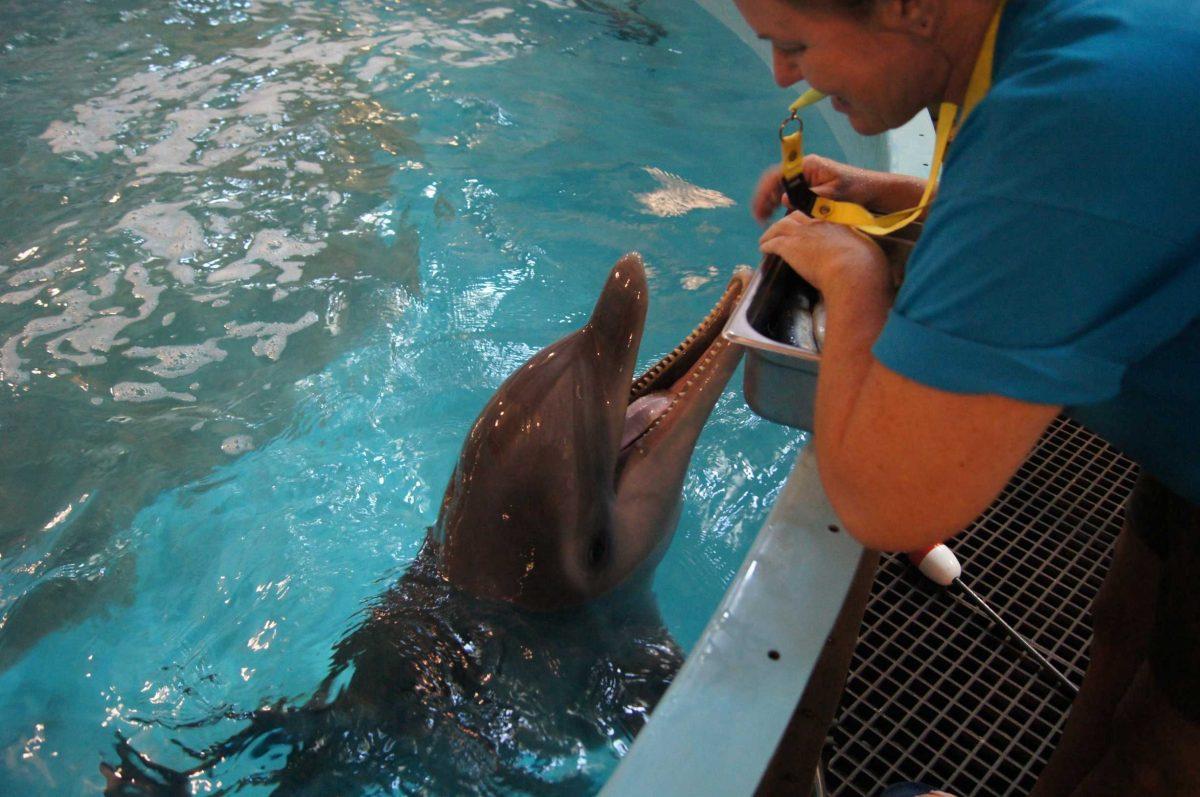 Stranding coordinator Suzanne Smith feeds a 2-and-a-half-year-old male dolphin Sept. 6 at the Audubon Aquatic Center in New Orleans.