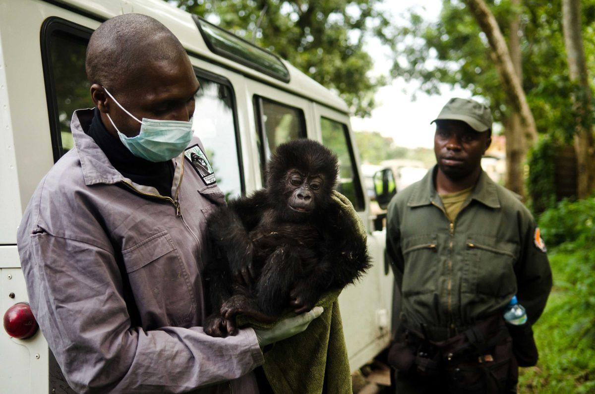 In this picture taken Friday, Sept. 21, 2012 and released by Virunga National Park on Monday, Sept. 24, 2012, Baraka, a 4-month-old baby Grauer's gorilla who was rescued after being poached, is held by a caretaker at Virunga National Park's Senkwekwe Orphan Gorilla Sanctuary, in Rumangabo, eastern Congo. Virunga National Park says the rescue of two poached baby Grauer's gorillas raises fears that other members of the endangered species found only in eastern Congo have been killed. Fewer than 4,000 Grauer's gorillas remain, down from about 17,000 in 1995. (AP Photo/Virunga National Park, LuAnne Cadd)