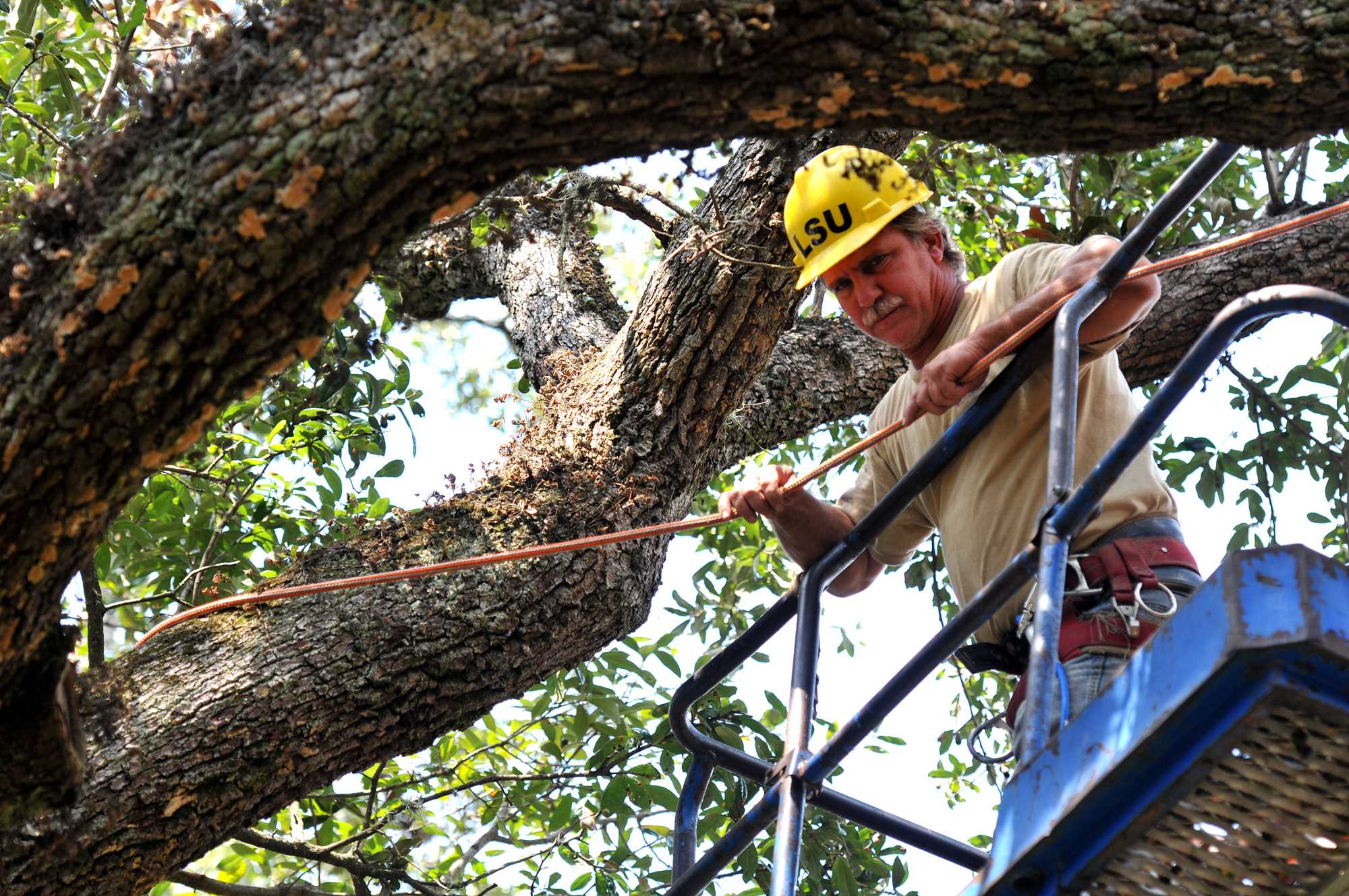 Copper put in trees to protect from lightning