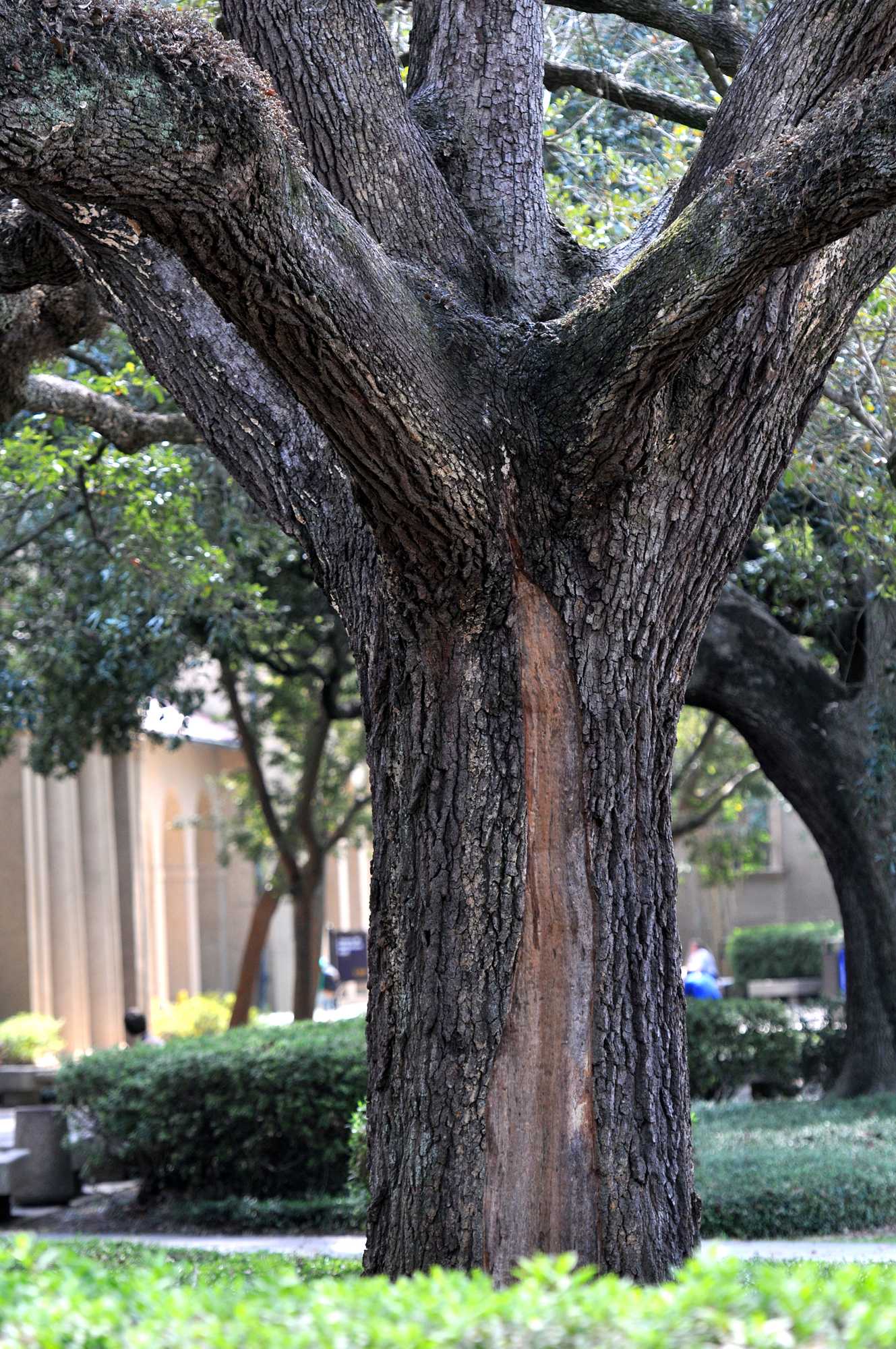 Copper put in trees to protect from lightning