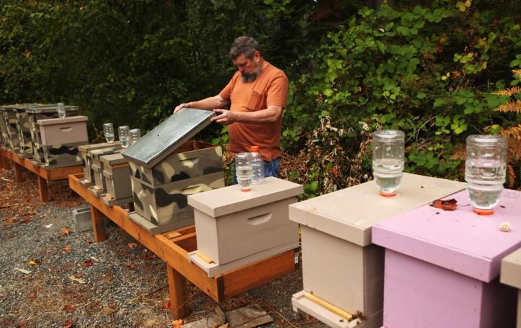 Mark Hohn, a novice beekeeper, checks out bees in one of the hives in the backyard of his Kent home, Sept. 22, 2012. Dead honeybees from his 1.25-acre spread are the first in Washington confirmed to be infected by a parasitic fly. (AP Photo/The Seattle Times, Ellen M. Banner) SEATTLE OUT, USA TODAY OUT, MAGAZINES OUT, TELEVISION OUT, NO SALES, MANDATORY CREDIT
 