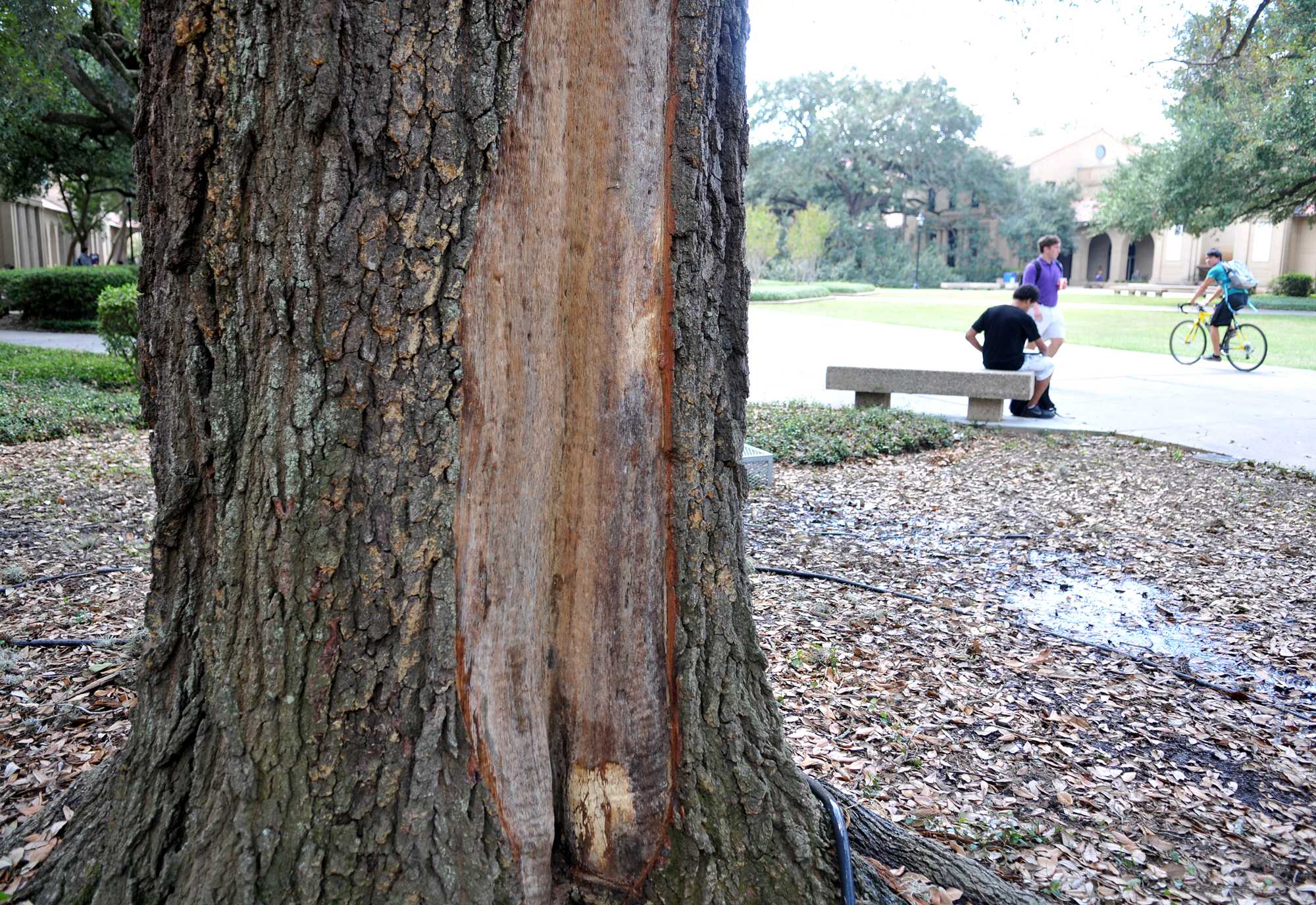 Copper put in trees to protect from lightning