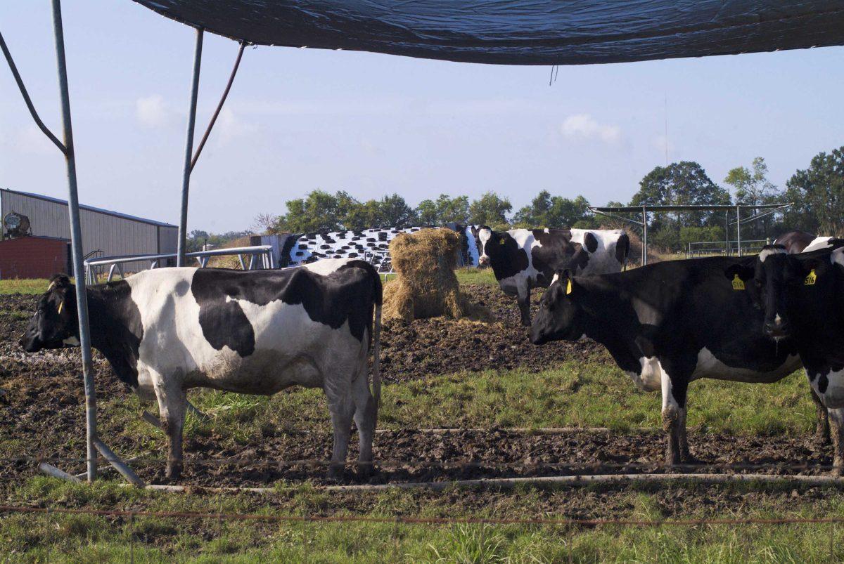 Cows graze in LSU's pasture located on Ben Hur Road, off Nicholson Road.