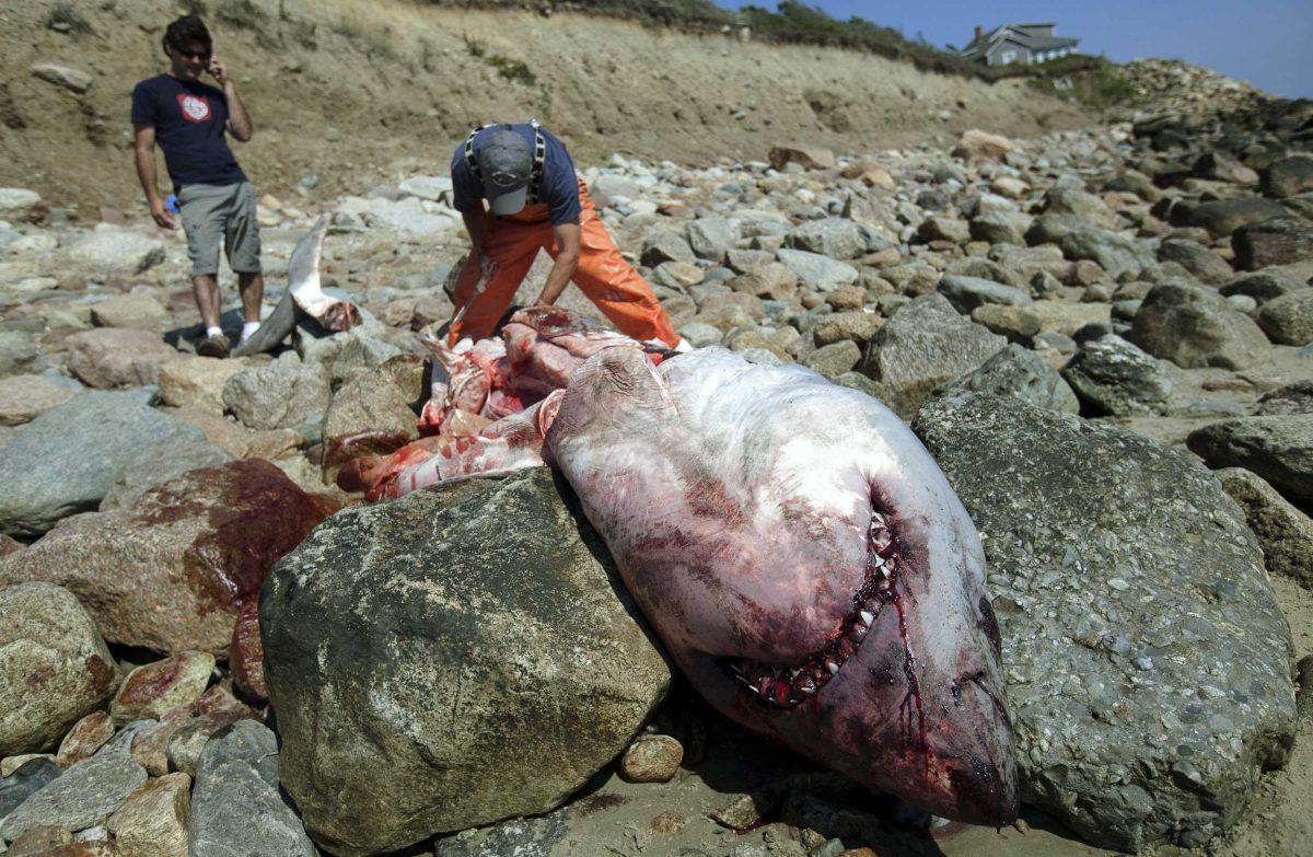 Researchers investigate the carcass of a great white shark that washed up in Westport, Mass., just over the state line from Little Compton, R.I., Saturday Sept. 1, 2012. A Massachusetts marine biologist who examined a 13-foot great white shark carcass found ashore near the Rhode Island state line wasn't able to determine how the shark died, state officials said Sunday. State biologist Greg Skomal performed a necropsy on the 1,500-pound male shark Saturday and found no signs of trauma. (AP Photo/Courtney Sacco)