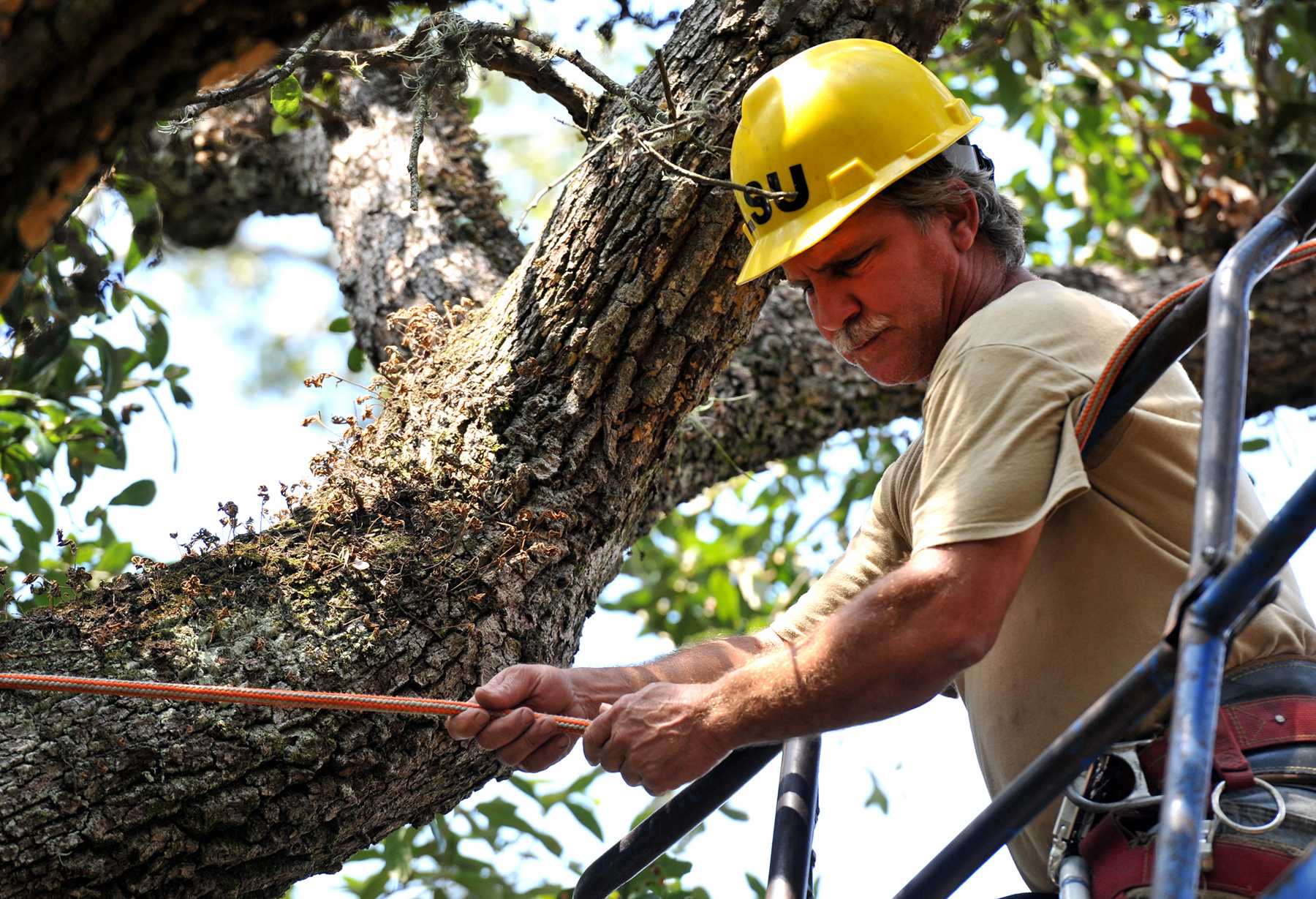 Copper put in trees to protect from lightning